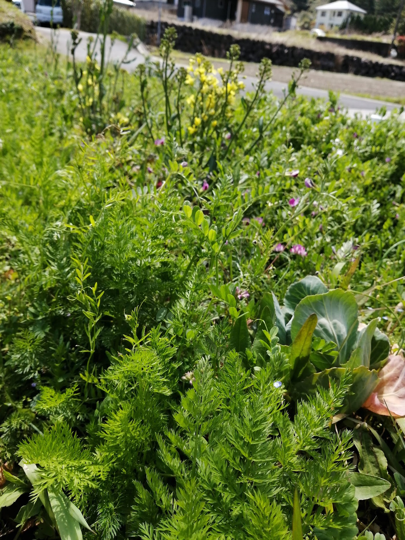 人参の葉と草花が共生する畑