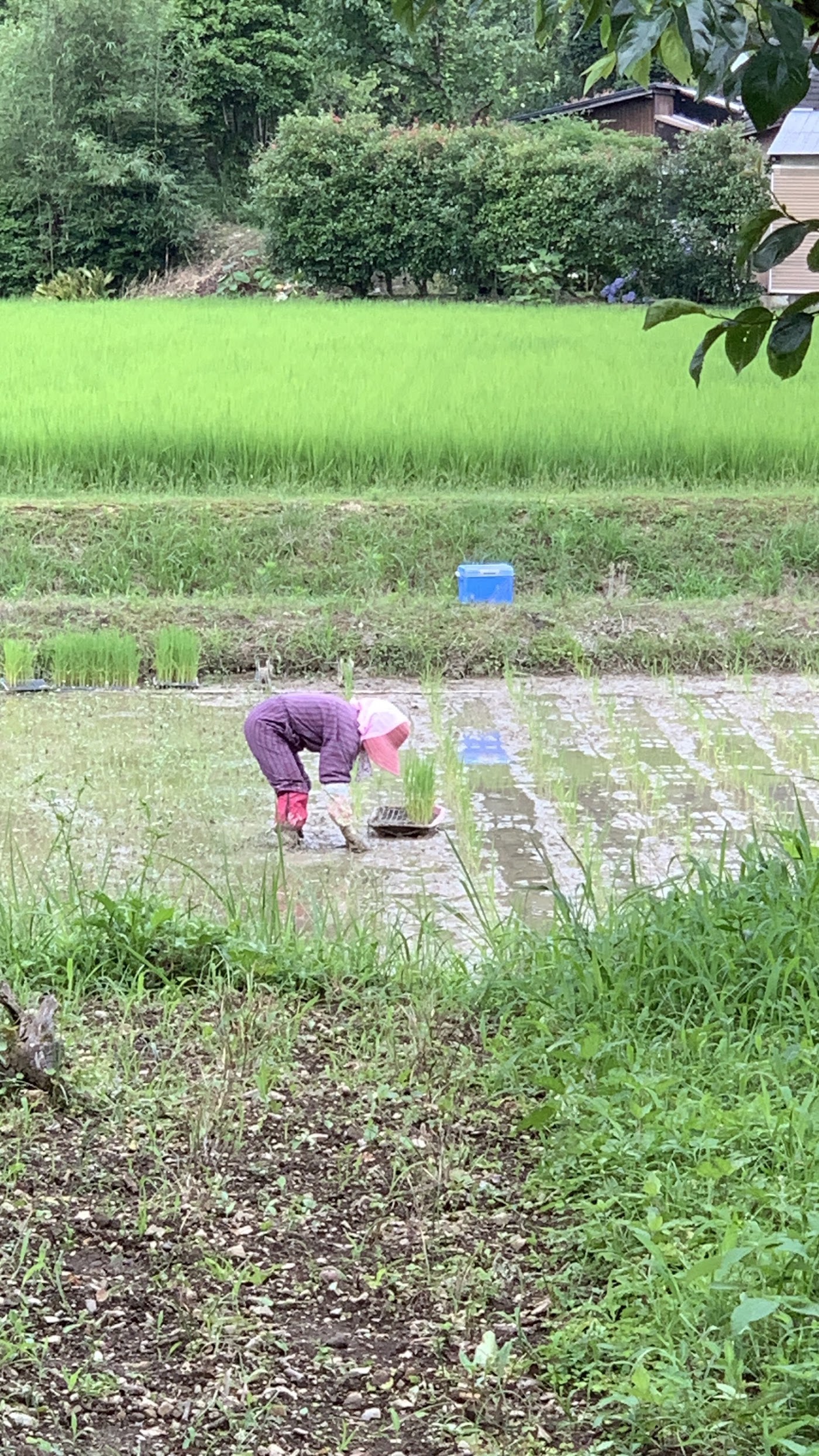 青々とした田んぼでの田植え作業