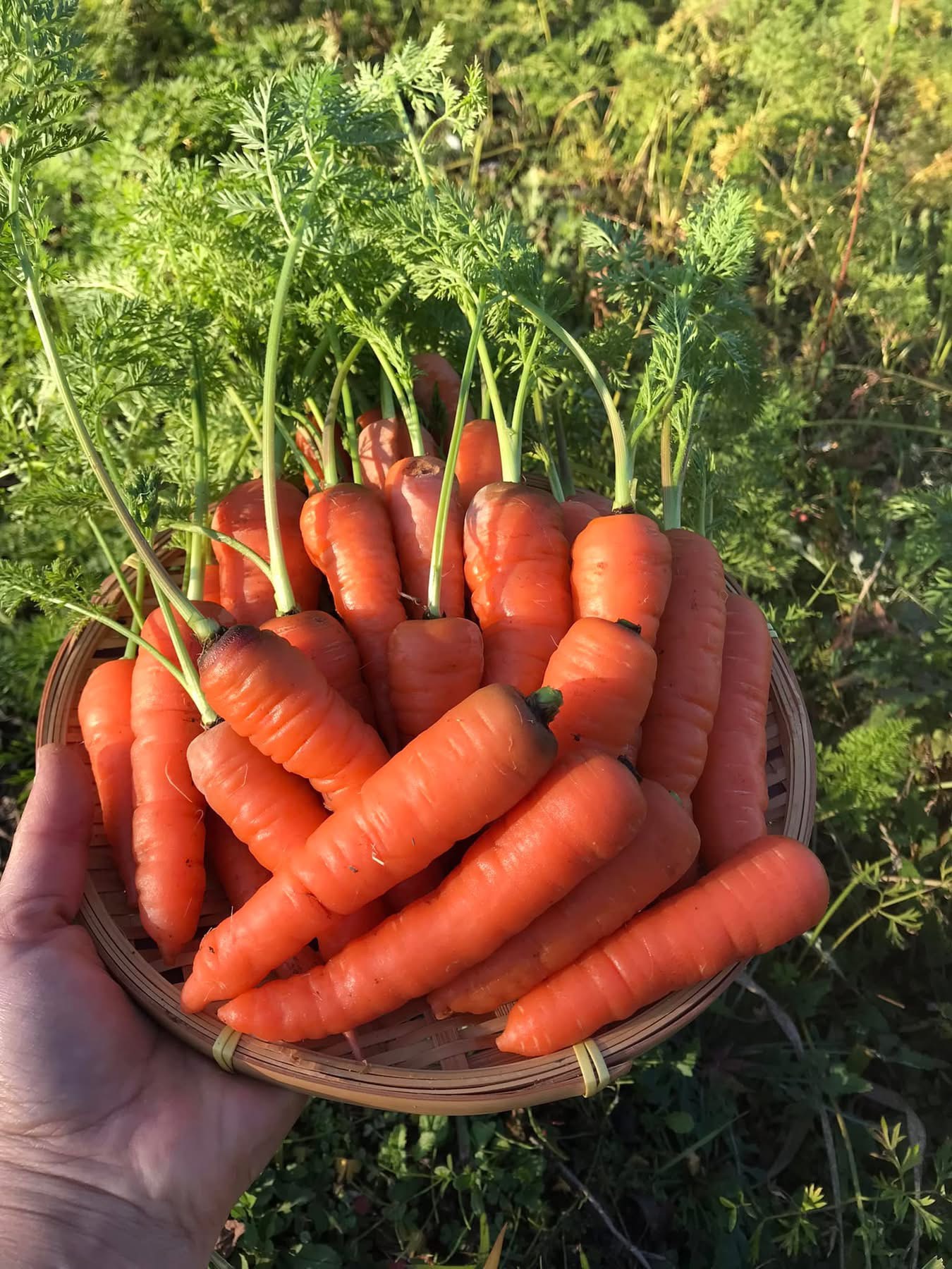 収穫したてのにんじんの束