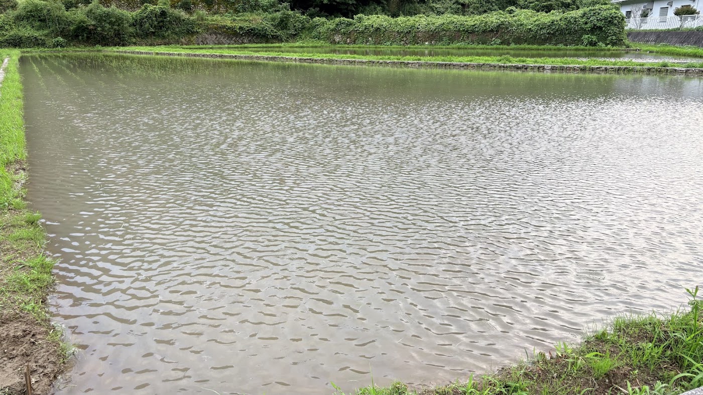 風に波打つ、田んぼの水面