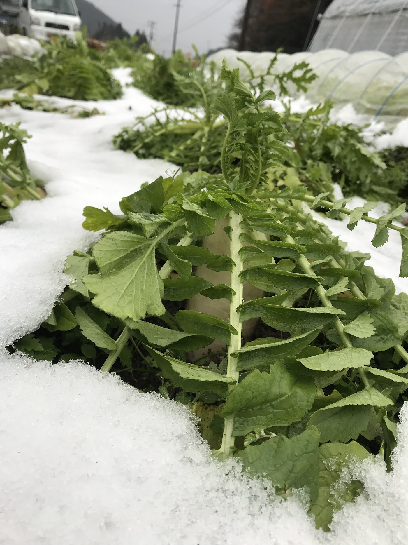 雪の間から覗く緑の葉